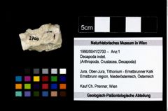 Foto (Objekt + Etikett) von Decapoda indet.  (NHMW-GEO-1990-0041-2700)